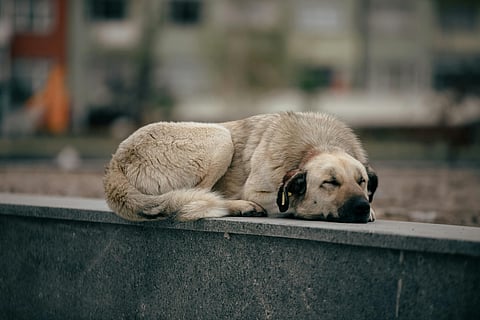 IMPA se mantiene alerta ante posibles abandonos de animales tras Día de Reyes