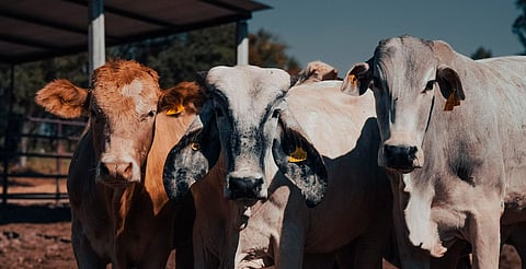 México suma 500 nuevos casos de gusano barrenador en una semana; Michoacán suma cinco activos