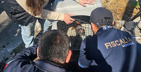 En abandono y sin comida: FGE rescatan a dos perros en Morelia