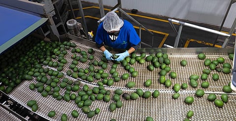 Con Guardián Forestal, suman mil predios denunciados por deforestación en Michoacán: Secma