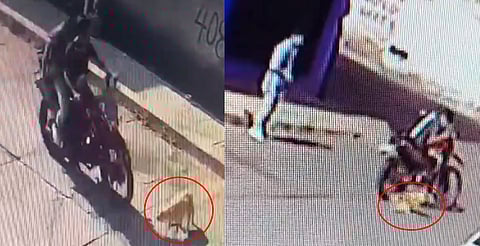 Atropellan y arrastran a perrita en Morelia; vecinos denuncian el hecho