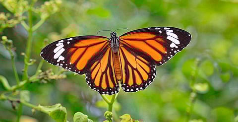 El seguimiento revela las complejidades desconocidas de la travesía de estos insectos, incluyendo su sofisticado sistema de navegació