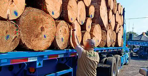 Operativos contra tala ilegal dejan aseguramiento de madera y vehículos en Michoacán