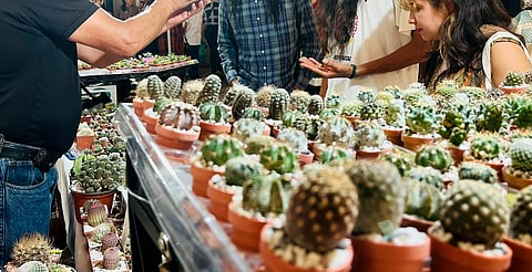 ¿Te gustan las plantas? Expo Botánica regresa a Morelia por tres días