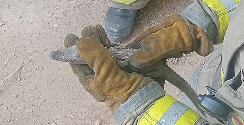 En Torreón, capturan reptil en zona habitacional; Profepa investiga