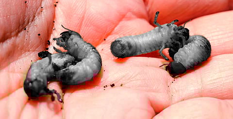 Sin casos de gusano barrenador en Morelia; refuerzan vigilancia al sur