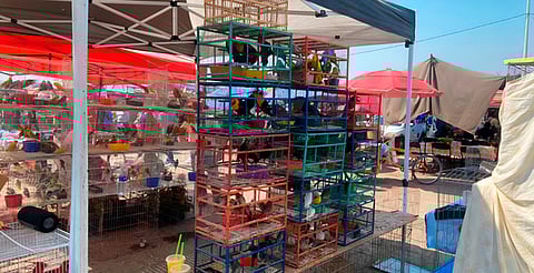 Rescatan 107 aves en tianguis de Morelos; incluían loros, tordos y cardenales