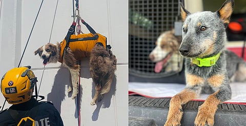 En su día, celebran a dos perritos que salvan vidas con PC Michoacán