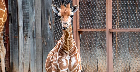 Luciano o Muñequito: elige el nombre de la jirafita del Zoo de Morelia