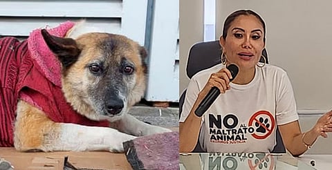 Perrita es reubicada en Hospital Infantil de Morelia y ya trae chip de identificación: IMPA