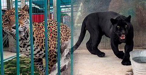 ¡Jaguares, guacamayas y tigres! Rescatan fauna exótica tras cateo en Querétaro