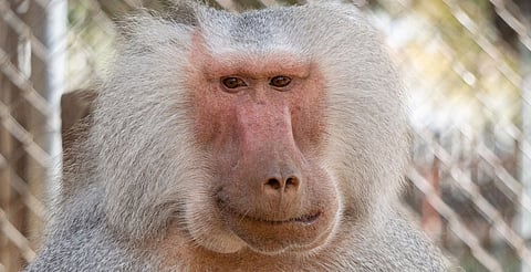 Descubre al Papión: el primate inteligente del Zoológico de Morelia