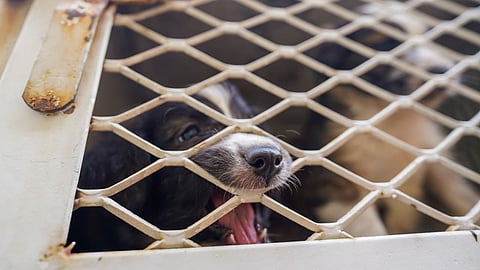 IMPA llama a la esterilización ante abandono de cachorros en Morelia