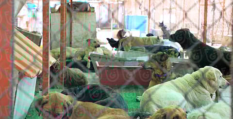 Hallan 14 perros en predio en refugio de CDMX