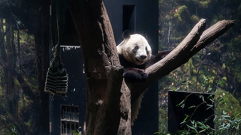 Con lágrimas y nostalgia, Japón se queda sin pandas tras más de 50 años