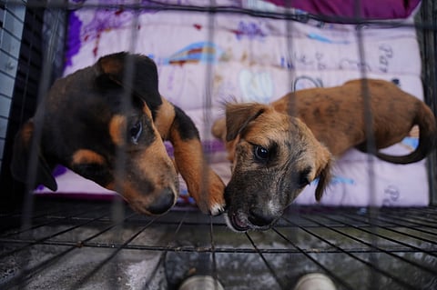Adopta con amor: llega a Morelia la Feria Huella Solidaria con mascotas rescatadas