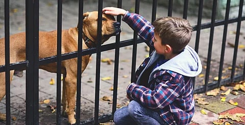 Kermés, talleres y adopciones: así será la Feria ‘Huellas Solidarias’ de Morelia
