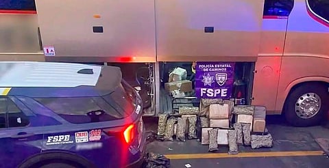 Aseguran más de 38 mil dosis de marihuana en la Morelia–Valtierrilla