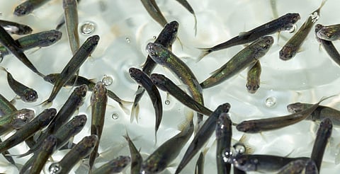 Michoacán busca sembrar vida con 200 mil peces nativos en el lago de Pátzcuaro