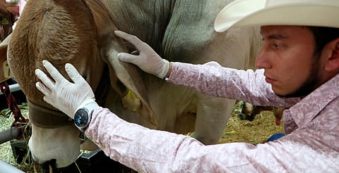 Se extiende la miasis humana en México; van 135 casos en ocho estados