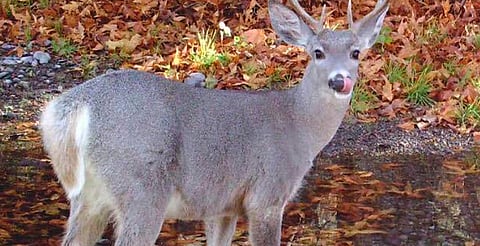 Madero declara ilegal cazar venado e iguana; habrá sanciones