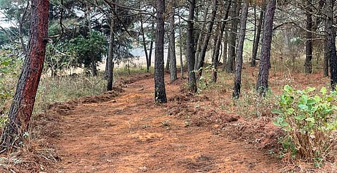 Incendios forestales en Michoacán, ligados al cambio de uso de suelo: CSIM