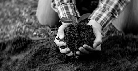 Lo sorprenden con madera ilegal en Morelia y juez le impone sembrar árboles