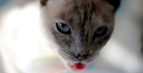 IMPA interviene tras envenenamiento de gatos en la colonia Fidel Velázquez