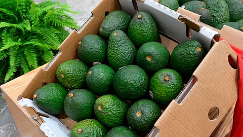 Michoacán va por la protección total de su aguacate: Sedeco