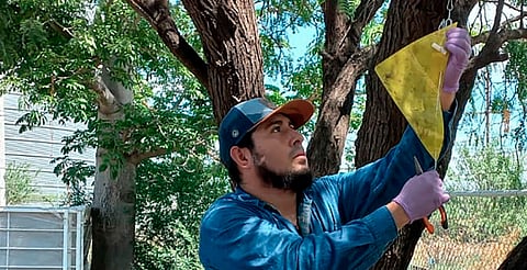 Refuerzan operativo para contener el gusano barrenador del ganado en el noreste del país