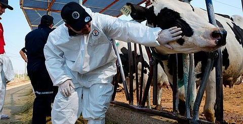 Confirman dos casos de gusano barrenador en humanos en Guerrero