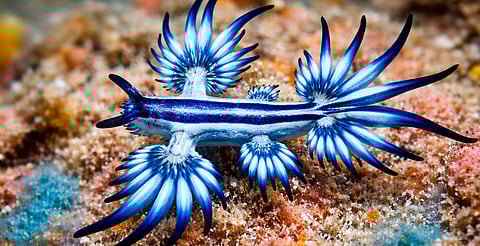 Detectan en Colima al dragón azul, molusco venenoso de apariencia exótica