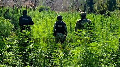 Detectan plantío de marihuana de 1,200 metros cuadrados en Buenavista