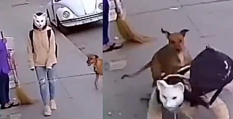 VIRAL: Perro ataca a therian que se creía gato