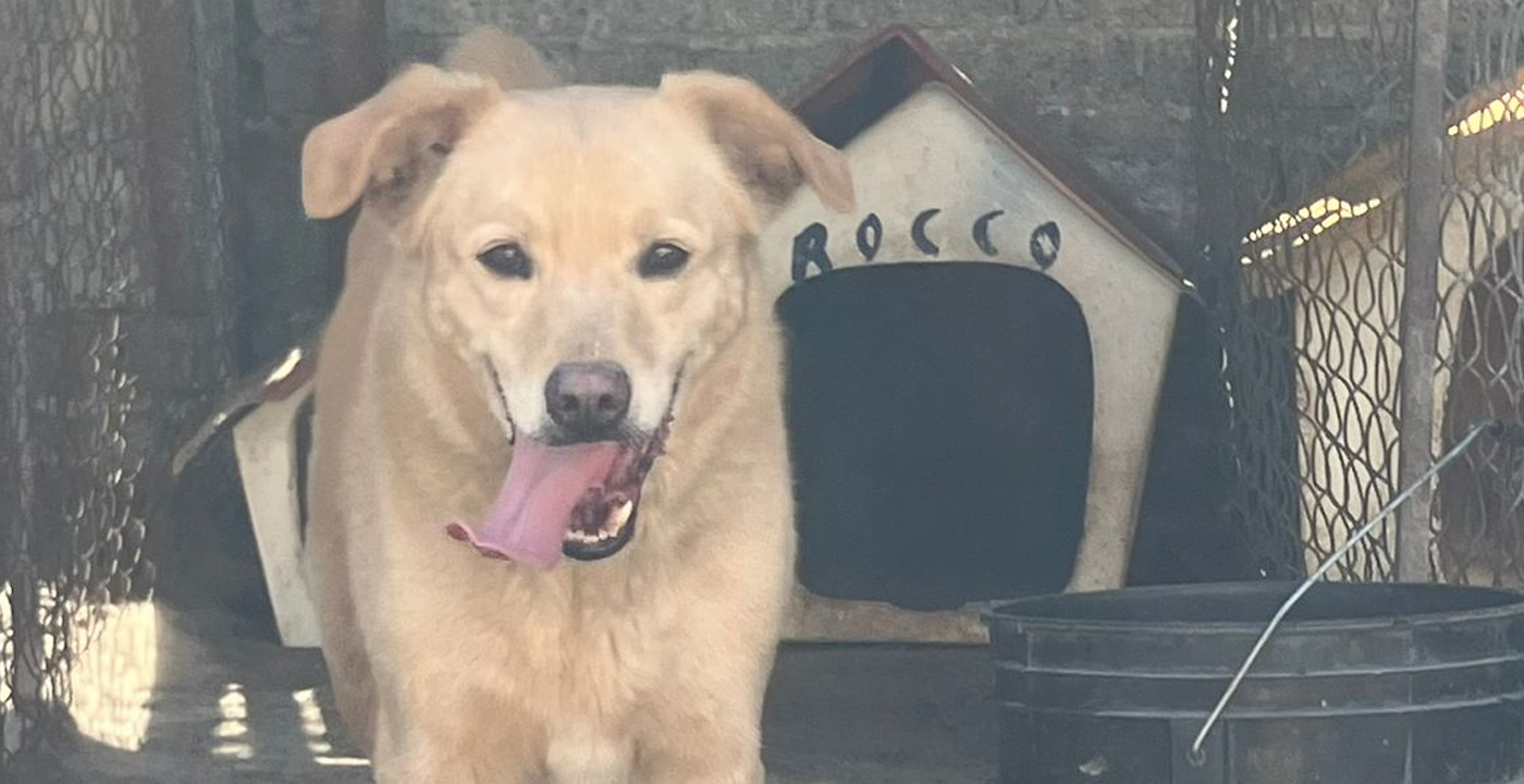 Tras rescate, 15 lomitos siguen en espera de adopción en Morelia