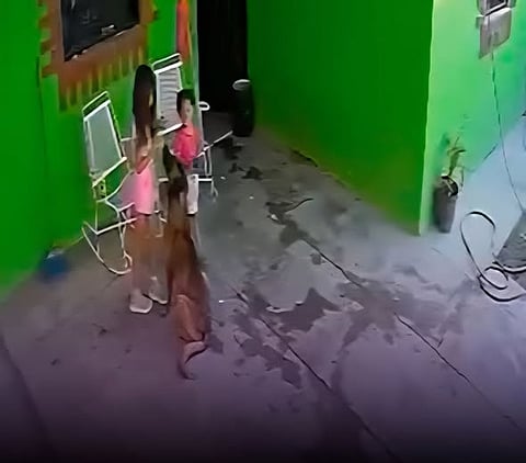 Perro que atacó a niña en Coahuila será sacrificado tras observación veterinaria