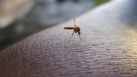 Morelia registra 40 casos sospechosos de dengue y un positivo en lo que va del 2026