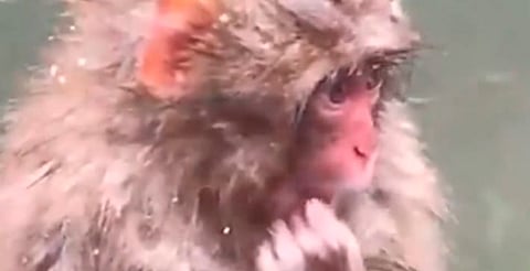 ¡Su carita de preocupación! Punch  intenta recuperar a su peluche perdido