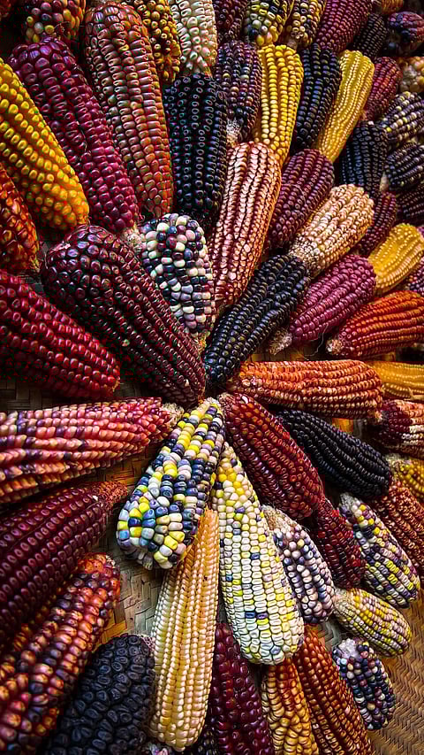 Del maíz al amaranto: cereales que han nutrido a México por siglos