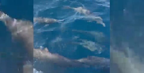 Captan decenas de delfines cerca de la orilla en Puerto Escondido