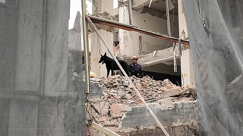 Héroe de cuatro patas: Él es Togo, el perrito rescatista que ayudó a localizar personas tras el derrumbe en CDMX