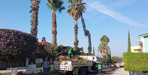 Gobierno de Morelia interviene y mejora áreas verdes