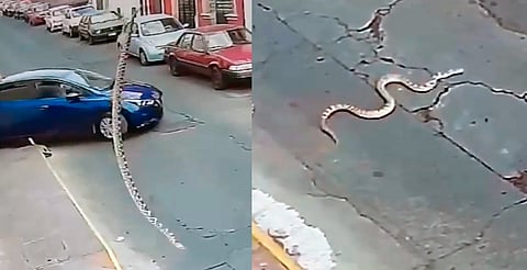 Nuevo miedo desbloqueado: serpiente ‘cae del cielo’ en calles de Morelia [VIDEO]