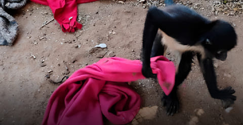 Rescatan fauna silvestre en Oaxaca; mono araña era mantenido como mascota