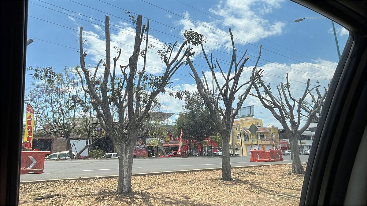 44 Trees Pruned Without Permission on Southern Bypass; Morelia Municipality Considers Sanction