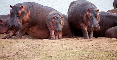 Colombia aprueba eutanasia de hipopótamos ligados a Pablo Escobar
