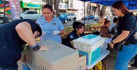 Atención a fauna silvestre y rescate de especies exóticas destacan en reportes de la URCAM