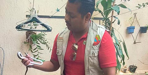 Encuentran serpiente en casa de Torreón Nuevo; interviene Policía Morelia