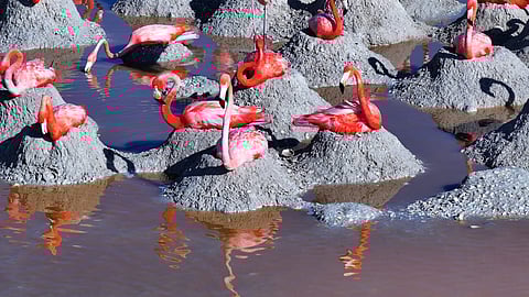 Entre manglares y flamencos: así es la riqueza natural de Ría Celestún