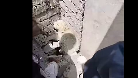 Denuncian maltrato animal en Zinapécuaro; alumnos agreden a cachorro